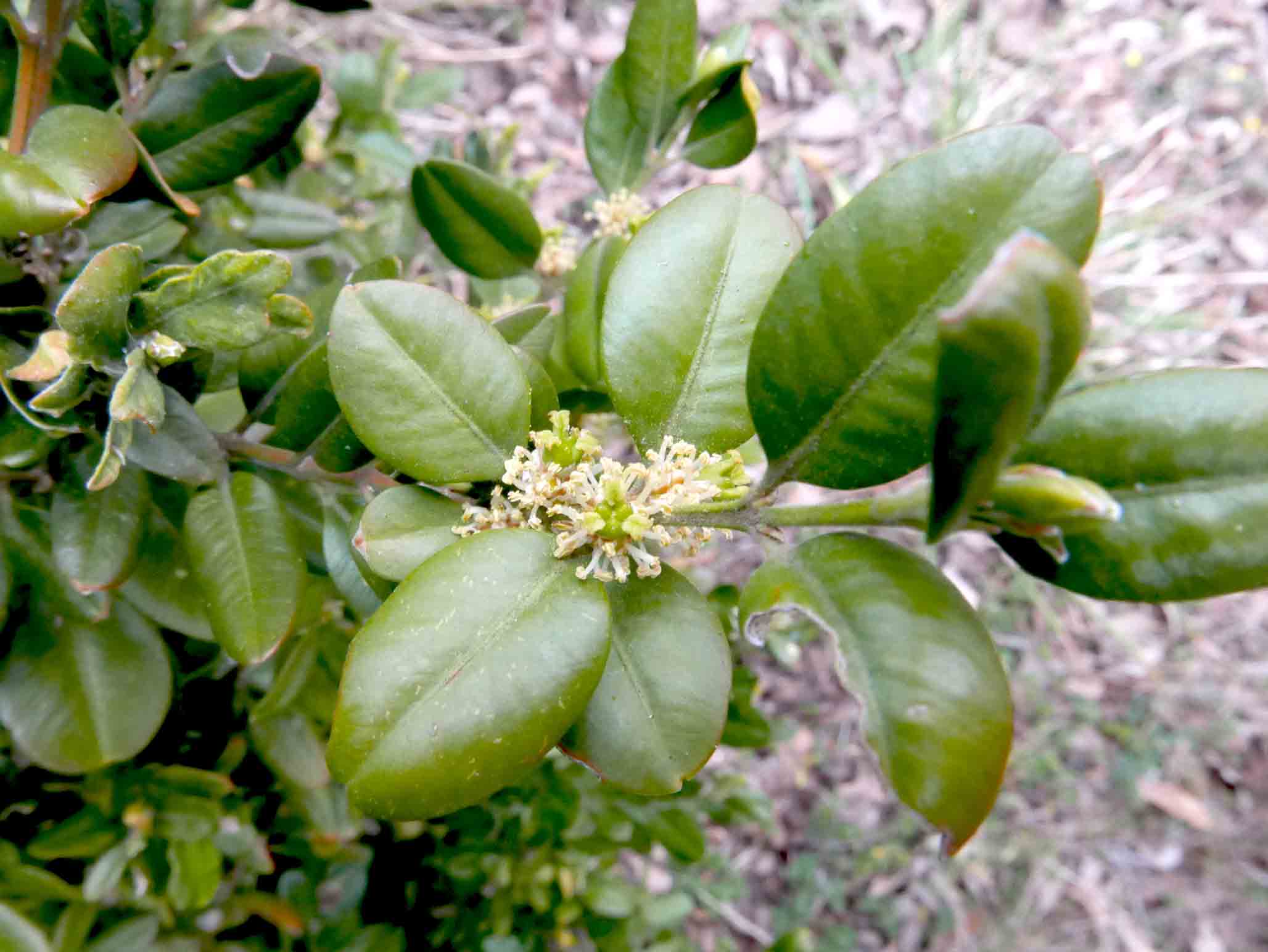 Buxus sempervirens / Bosso comune